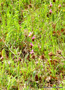 Orchidées, Delta de la Dranse
