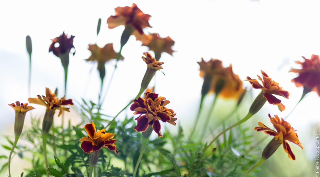 Université Populaire du Chablais- photo Pierre-François-Loup